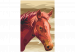 Paint by number Brown Horse 107516 additionalThumb 7
