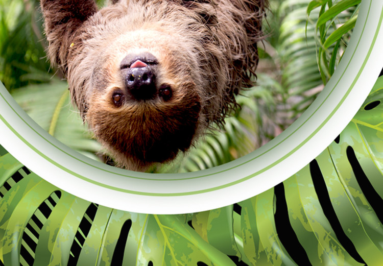Poster Sloth - brown mammal and tropical green leaves on a black background 116316 additionalImage 8