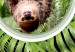 Poster Sloth - brown mammal and tropical green leaves on a black background 116316 additionalThumb 8