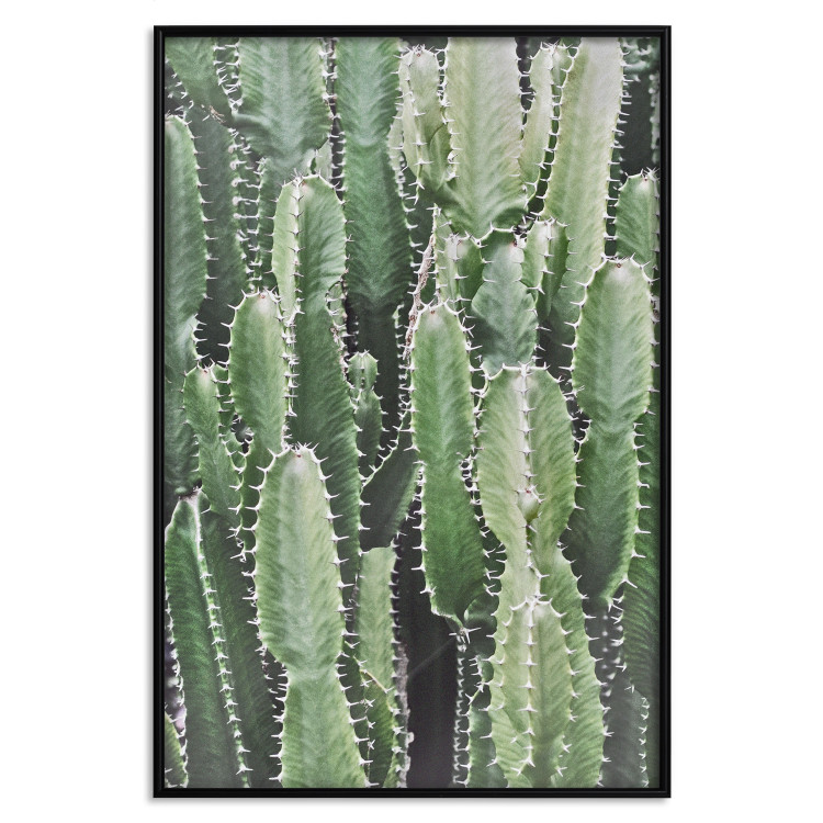 Wall Poster Cactus Garden - composition with prickly plants in green colors 117116 additionalImage 24