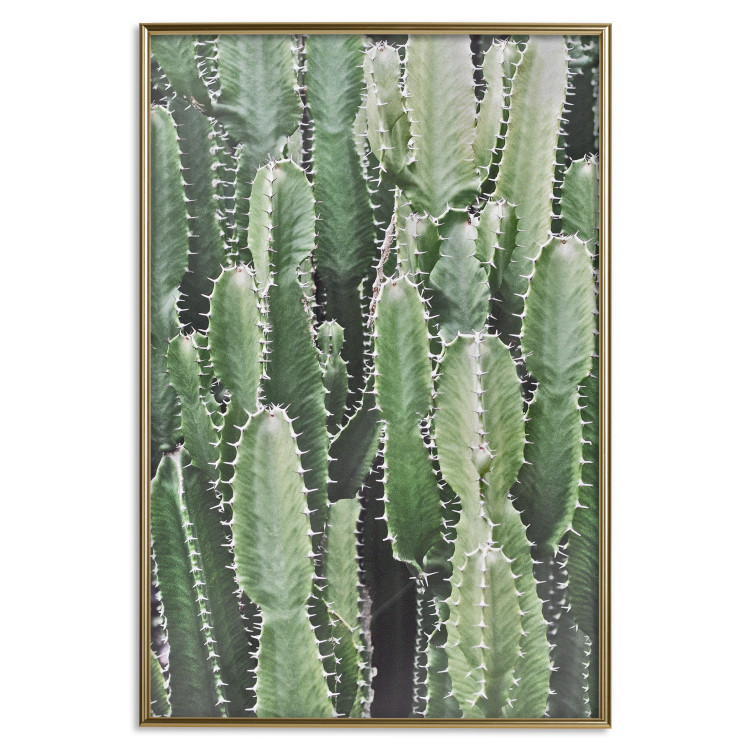 Wall Poster Cactus Garden - composition with prickly plants in green colors 117116 additionalImage 16