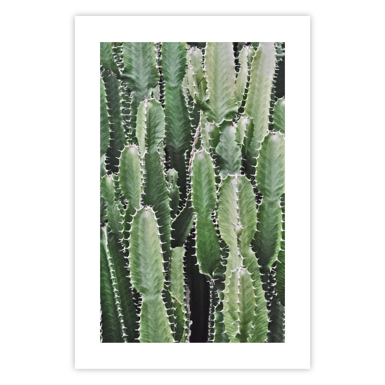 Wall Poster Cactus Garden - composition with prickly plants in green colors 117116 additionalImage 25