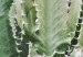 Wall Poster Cactus Garden - composition with prickly plants in green colors 117116 additionalThumb 8