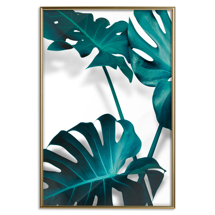Poster Emerald Nature - tropical green monstera leaves on a white background 123416 additionalImage 16