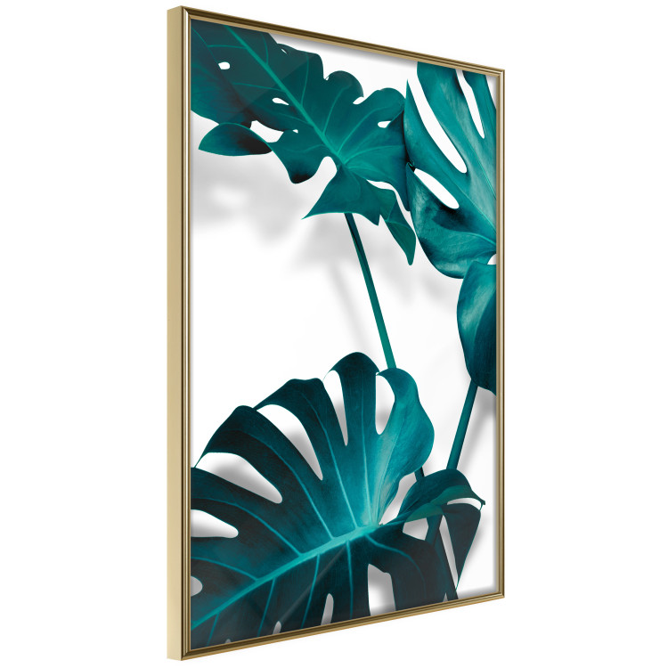 Poster Emerald Nature - tropical green monstera leaves on a white background 123416 additionalImage 12