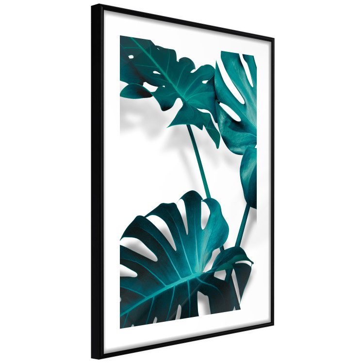 Poster Emerald Nature - tropical green monstera leaves on a white background 123416 additionalImage 11