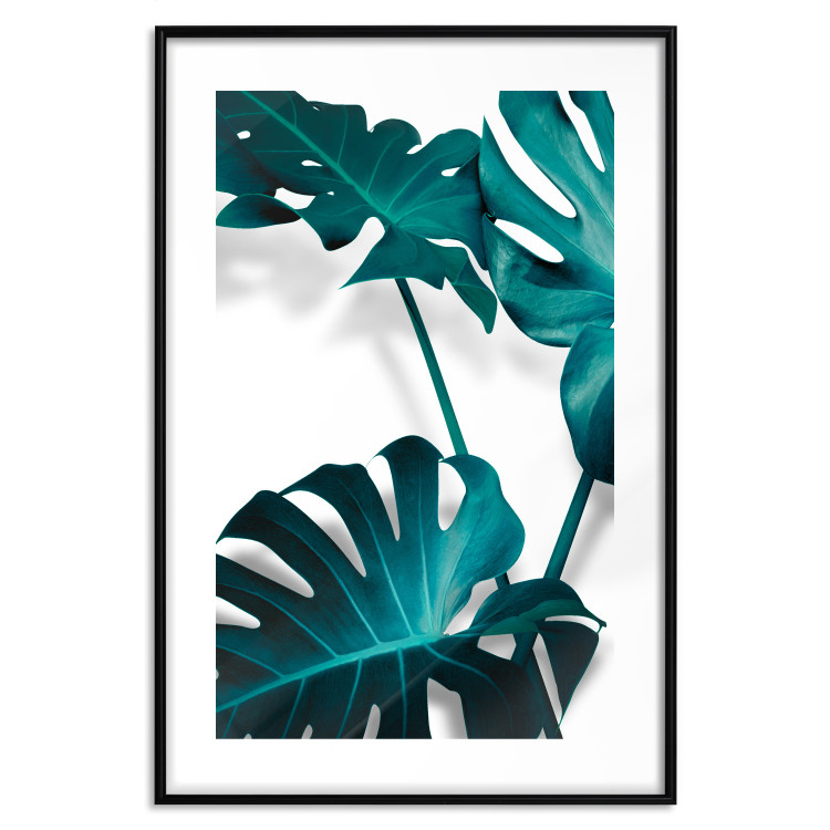 Poster Emerald Nature - tropical green monstera leaves on a white background 123416 additionalImage 15