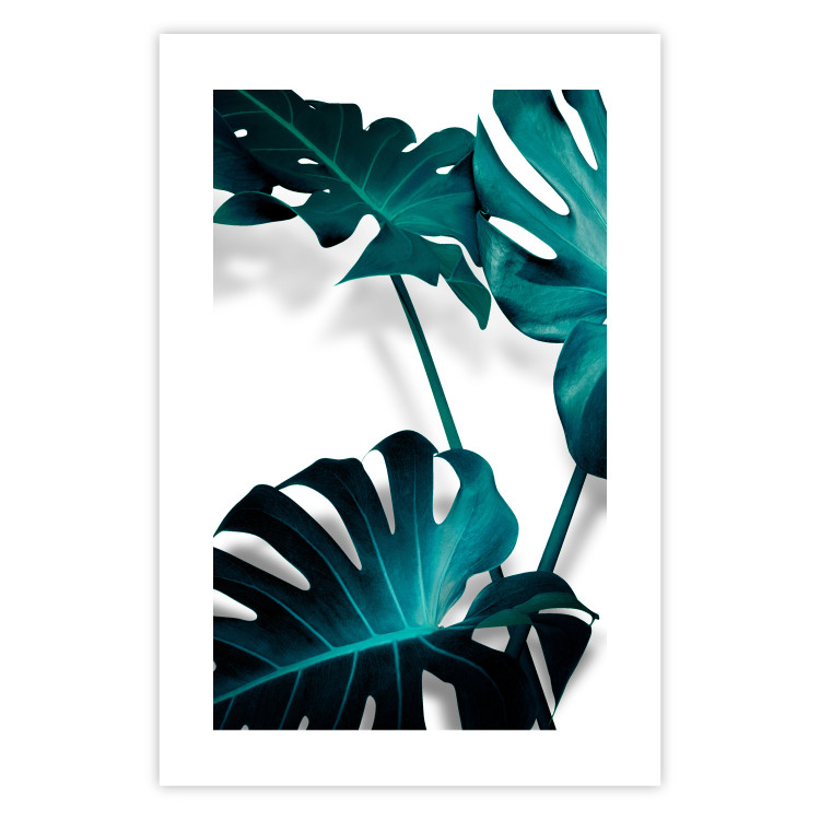 Poster Emerald Nature - tropical green monstera leaves on a white background 123416 additionalImage 19