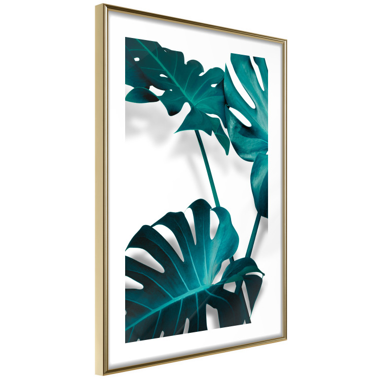 Poster Emerald Nature - tropical green monstera leaves on a white background 123416 additionalImage 6