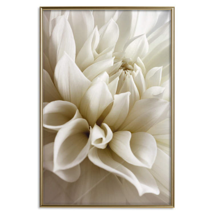 Wall Poster Beautiful Dahlia - velvety white flowers with delicately beige petals 125716 additionalImage 20