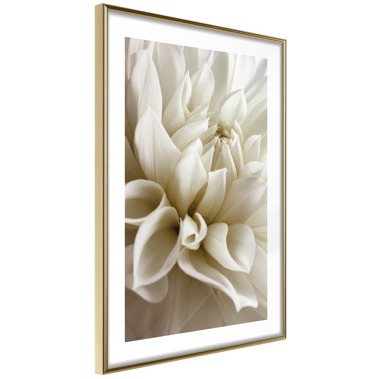 Wall Poster Beautiful Dahlia - velvety white flowers with delicately beige petals 125716 additionalImage 6