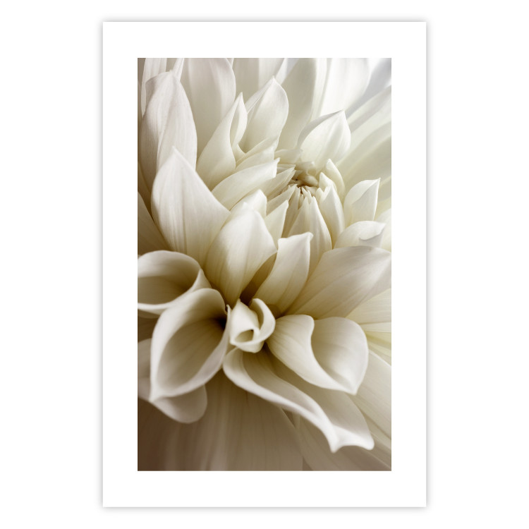 Wall Poster Beautiful Dahlia - velvety white flowers with delicately beige petals 125716 additionalImage 25