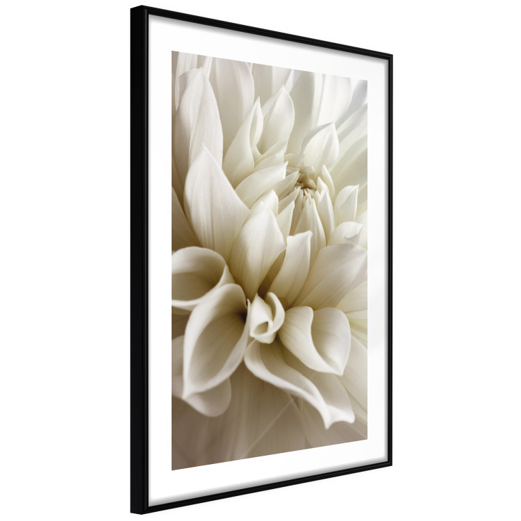 Wall Poster Beautiful Dahlia - velvety white flowers with delicately beige petals 125716 additionalImage 11