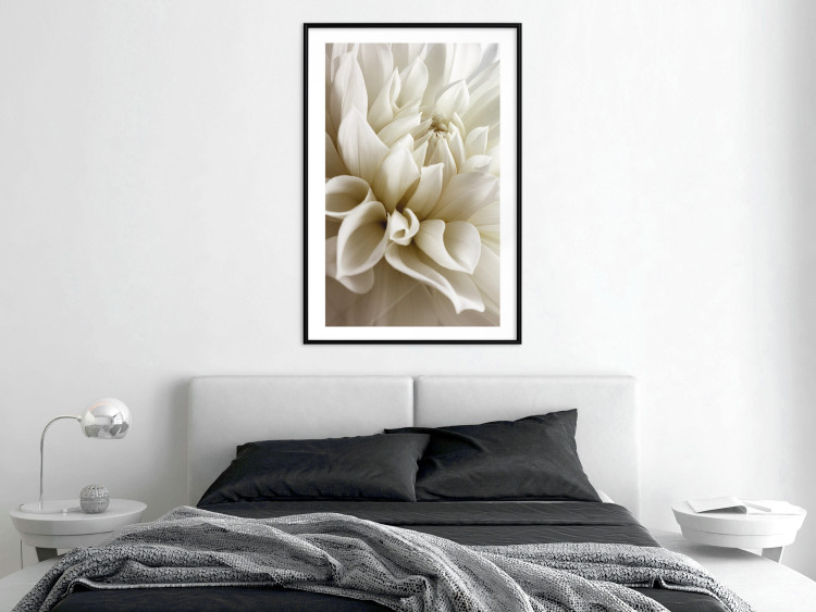 Wall Poster Beautiful Dahlia - velvety white flowers with delicately beige petals 125716 additionalImage 4