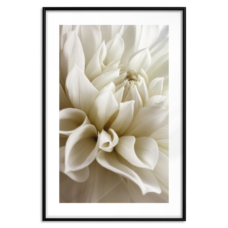 Wall Poster Beautiful Dahlia - velvety white flowers with delicately beige petals 125716 additionalImage 17