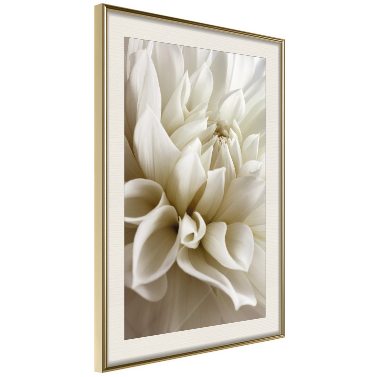 Wall Poster Beautiful Dahlia - velvety white flowers with delicately beige petals 125716 additionalImage 2