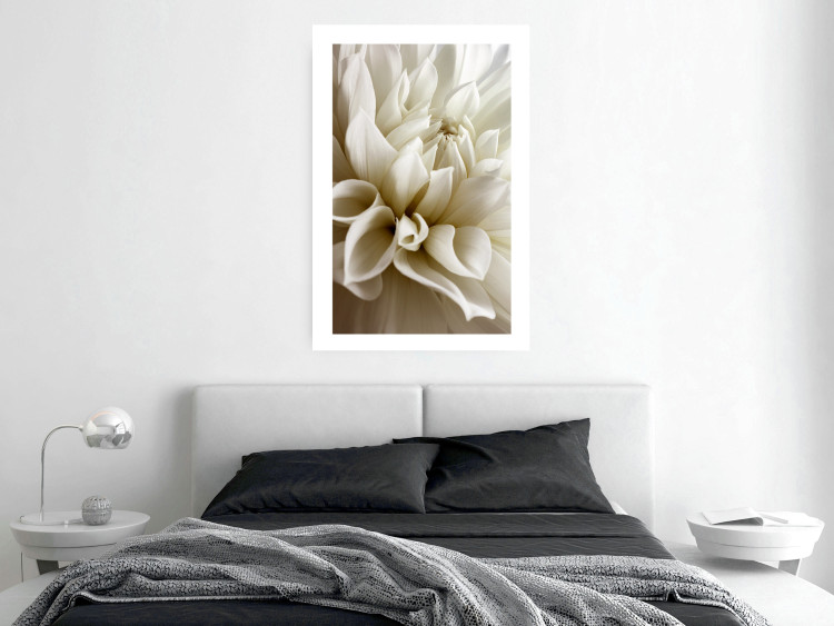Wall Poster Beautiful Dahlia - velvety white flowers with delicately beige petals 125716 additionalImage 4