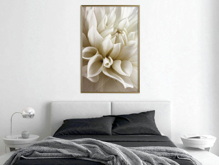 Wall Poster Beautiful Dahlia - velvety white flowers with delicately beige petals 125716 additionalImage 7