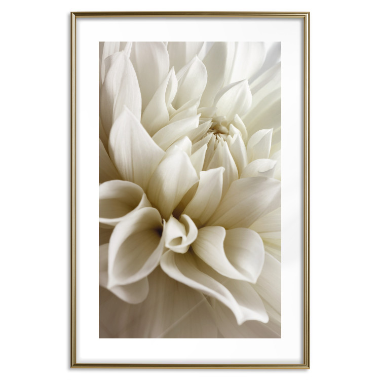 Wall Poster Beautiful Dahlia - velvety white flowers with delicately beige petals 125716 additionalImage 16