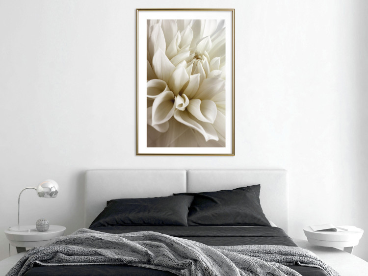 Wall Poster Beautiful Dahlia - velvety white flowers with delicately beige petals 125716 additionalImage 15