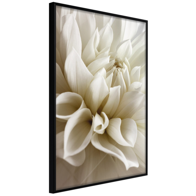 Wall Poster Beautiful Dahlia - velvety white flowers with delicately beige petals 125716 additionalImage 12