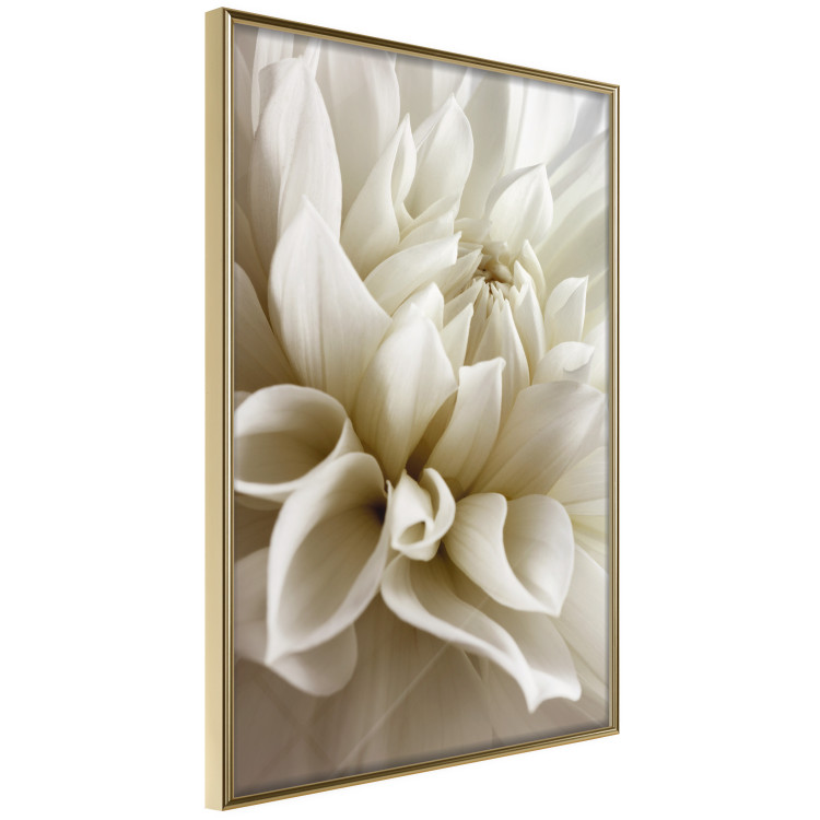Wall Poster Beautiful Dahlia - velvety white flowers with delicately beige petals 125716 additionalImage 14
