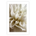 Wall Poster Beautiful Dahlia - velvety white flowers with delicately beige petals 125716 additionalThumb 25