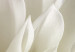Wall Poster Beautiful Dahlia - velvety white flowers with delicately beige petals 125716 additionalThumb 10