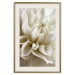Wall Poster Beautiful Dahlia - velvety white flowers with delicately beige petals 125716 additionalThumb 19