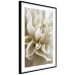 Wall Poster Beautiful Dahlia - velvety white flowers with delicately beige petals 125716 additionalThumb 11