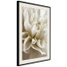 Wall Poster Beautiful Dahlia - velvety white flowers with delicately beige petals 125716 additionalThumb 3