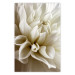 Wall Poster Beautiful Dahlia - velvety white flowers with delicately beige petals 125716