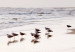 Poster Autumn Beach - seascape of a beach and ducks against a bright sky 137916 additionalThumb 7