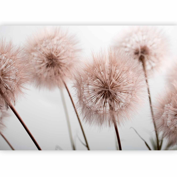 Wall Mural Summer nature close-up - delicate dandelions in sepia approximation 138316 additionalImage 5