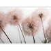 Wall Mural Summer nature close-up - delicate dandelions in sepia approximation 138316 additionalThumb 5