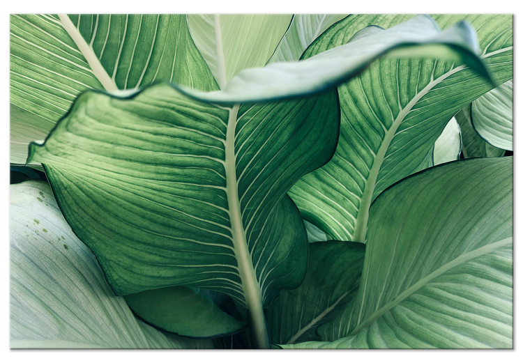 Canvas Art Print Nature Up Close (1-piece) - landscape with large exotic leaves 149716