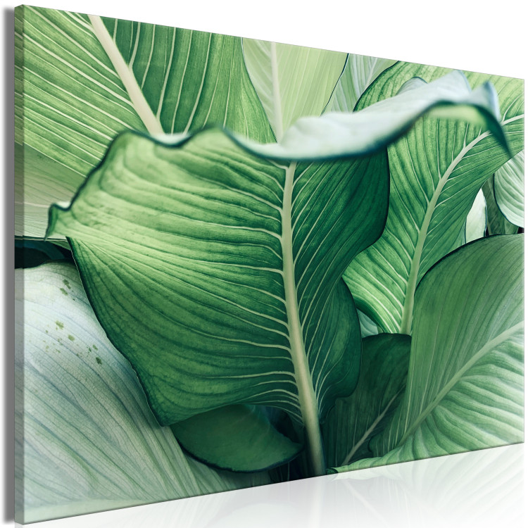 Canvas Art Print Nature Up Close (1-piece) - landscape with large exotic leaves 149716 additionalImage 2