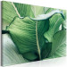 Canvas Art Print Nature Up Close (1-piece) - landscape with large exotic leaves 149716 additionalThumb 2