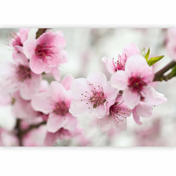 Wall Mural Pink Cherry Blossom - Japanese Floral Motif with Blurred Background 60716 additionalImage 1