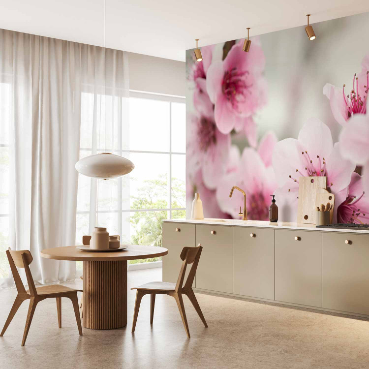 Wall Mural Pink Cherry Blossom - Japanese Floral Motif with Blurred Background 60716 additionalImage 7