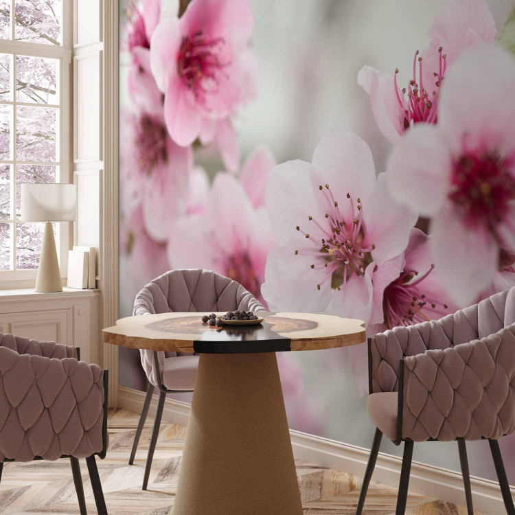 Wall Mural Pink Cherry Blossom - Japanese Floral Motif with Blurred Background 60716 additionalImage 4
