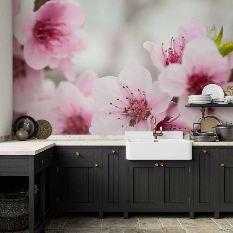 Wall Mural Pink Cherry Blossom - Japanese Floral Motif with Blurred Background 60716 additionalImage 6