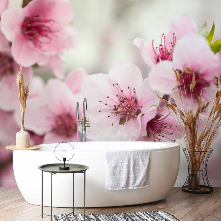 Wall Mural Pink Cherry Blossom - Japanese Floral Motif with Blurred Background 60716 additionalImage 8