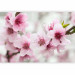 Wall Mural Pink Cherry Blossom - Japanese Floral Motif with Blurred Background 60716 additionalThumb 1