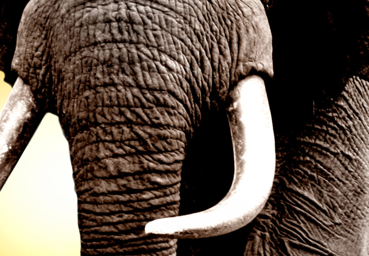 Canvas Elephant at Sunset (5-piece) - Journey Through Wild Africa 98616 additionalImage 5