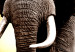 Canvas Elephant at Sunset (5-piece) - Journey Through Wild Africa 98616 additionalThumb 5
