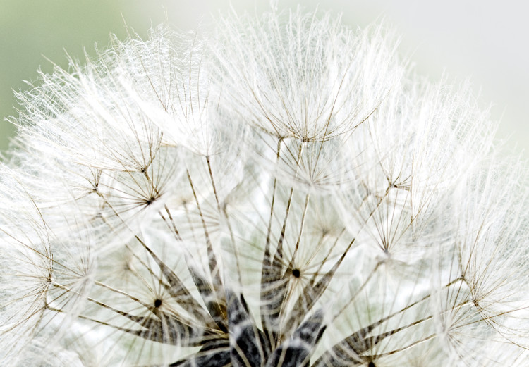 Canvas Print Fluffy Dandelions (1 Part) Green Wide 107226 additionalImage 4