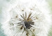 Canvas Print Fluffy Dandelions (1 Part) Green Wide 107226 additionalThumb 5