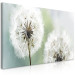 Canvas Print Fluffy Dandelions (1 Part) Green Wide 107226 additionalThumb 2