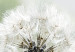 Canvas Print Fluffy Dandelions (1 Part) Green Wide 107226 additionalThumb 4